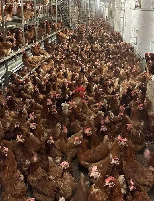 Găini roși de ouat 10 11 luni