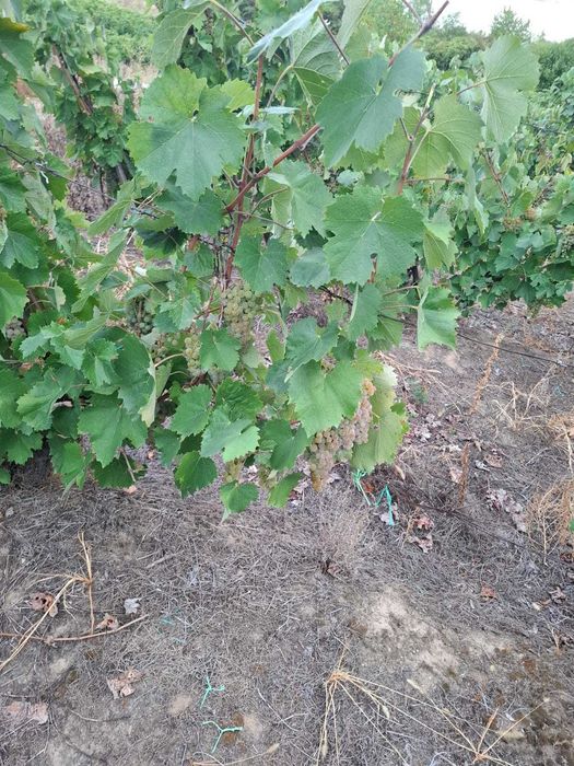 Struguri pentru vin