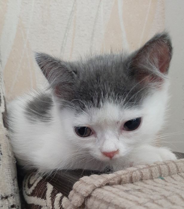 Котята-девочки в добрые руки