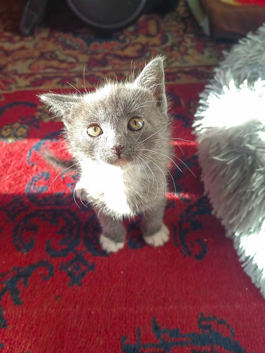 Отдам котят, в добрые руки