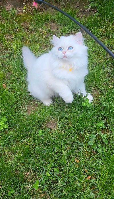 Fetita British longhair cu ochi albastri superba - pedigree, teste genetice negative