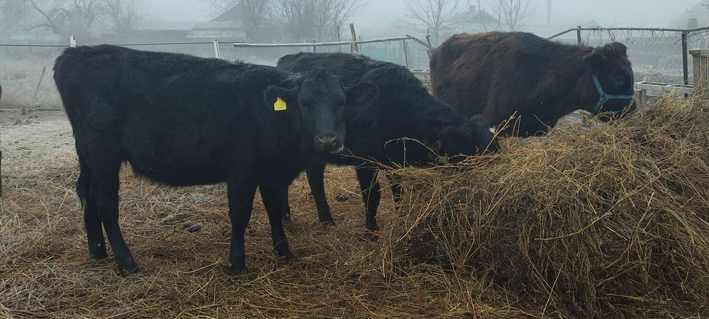 Продаю молодняков разных парод