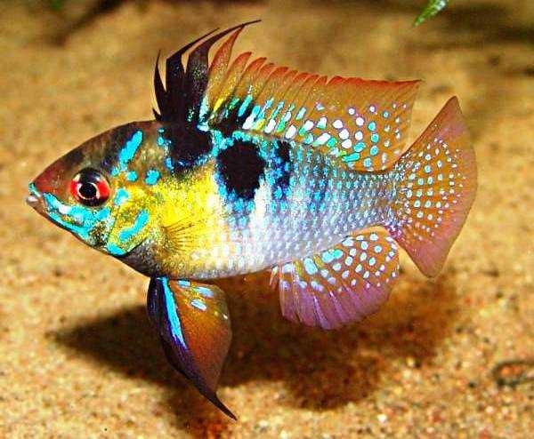 Апистограмма Рамирези в Аква Зоо салоне " Посейдон"!!!