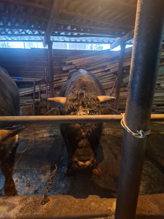 Продам быка возраст 2 года!