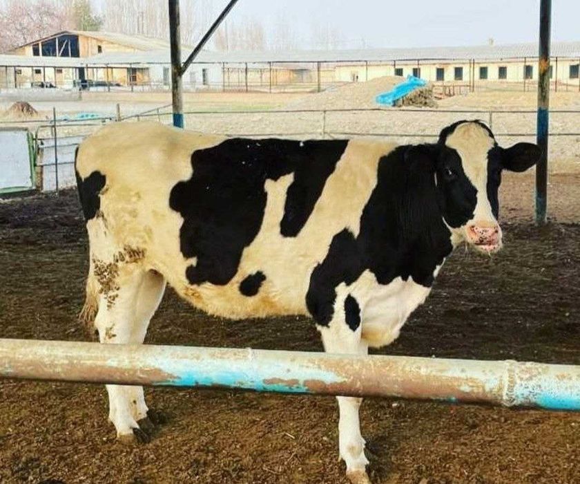 Chorva mollari  .