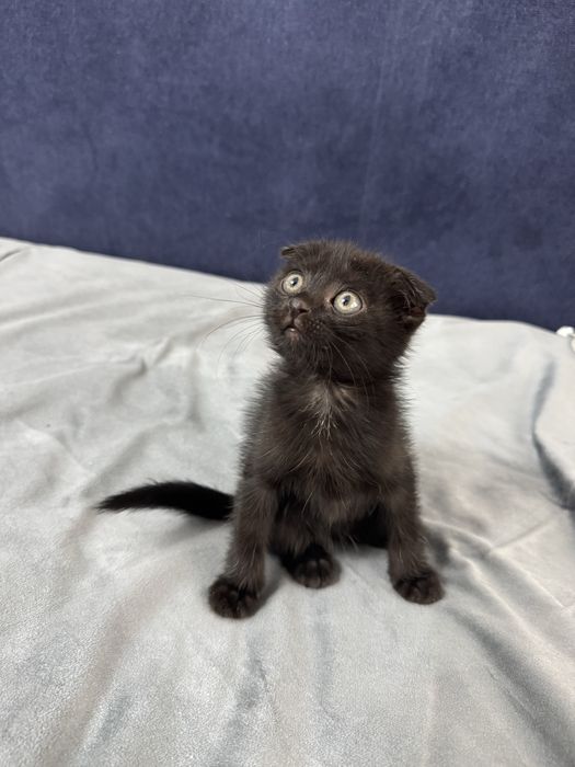 Котенок даром в хорошие руки