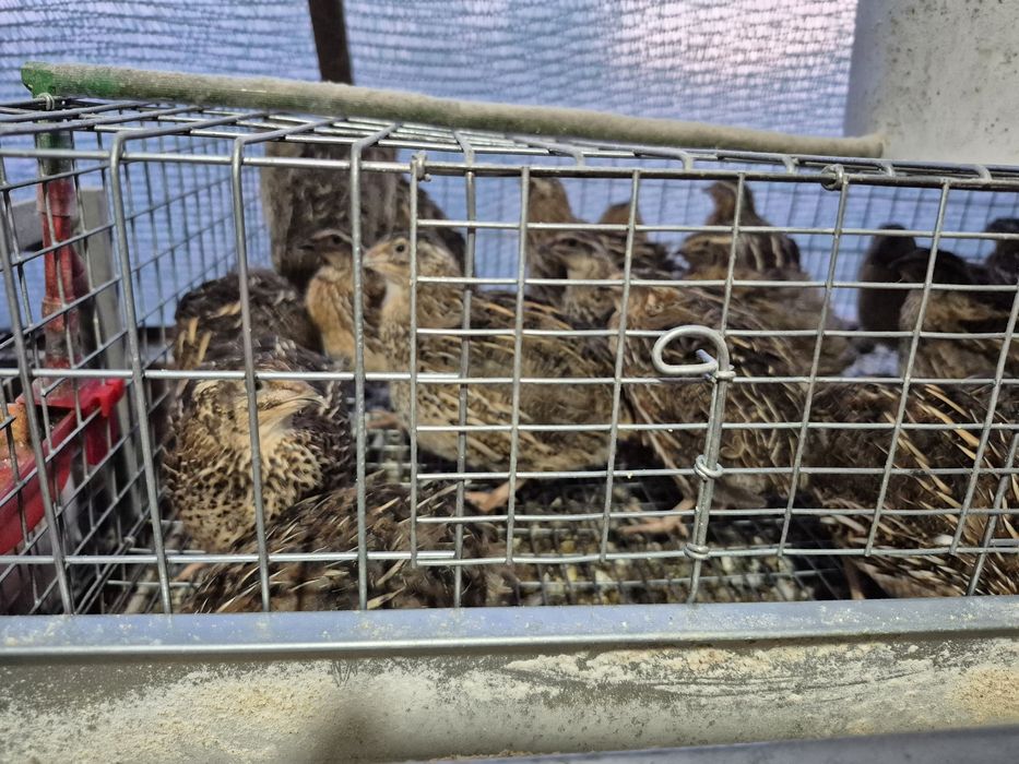 Vând prepelițe și oua de prepeliță