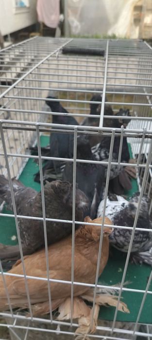 Голуби Двухчубые Продажа