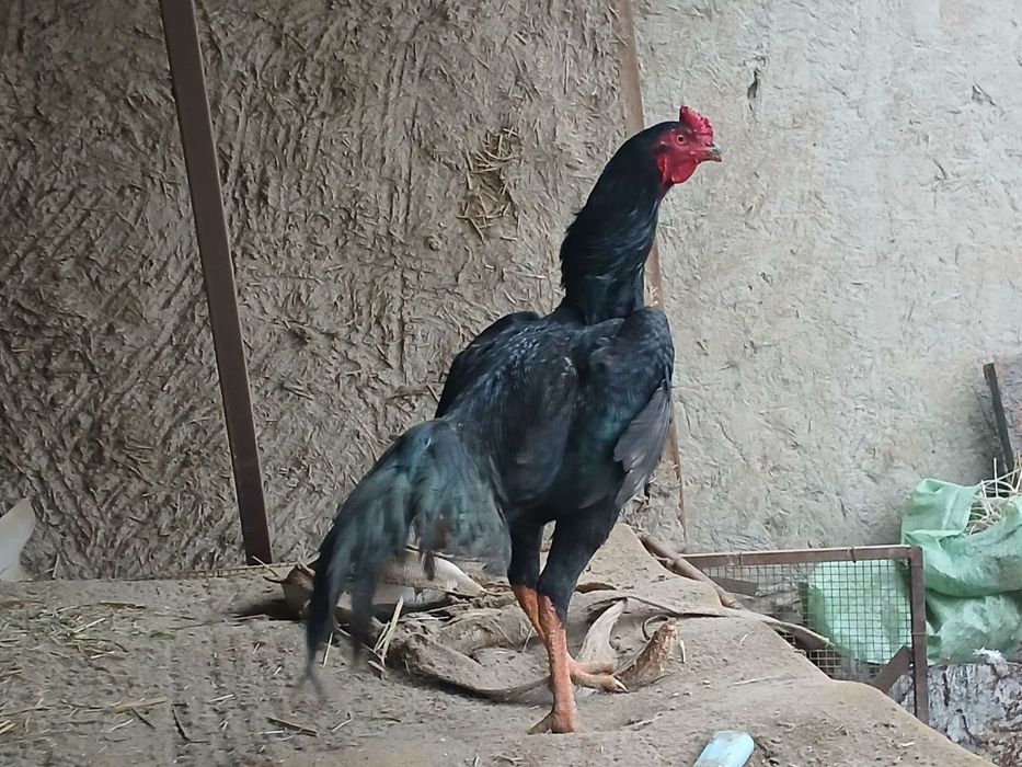 Mayski juja sotiladi