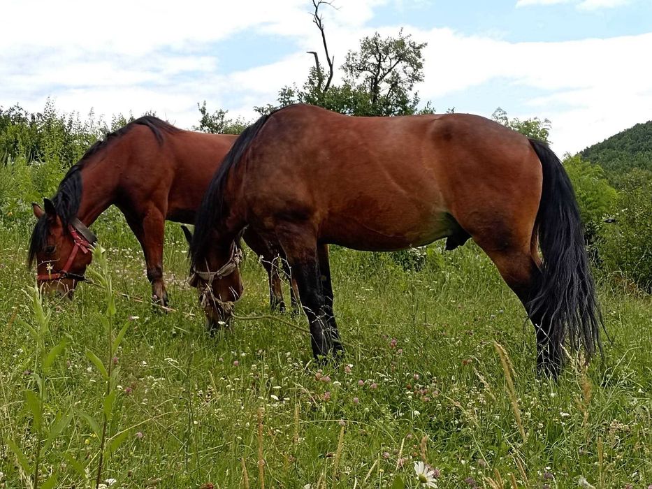 Vând 2 cai sănătoși și îngrijiți – 8 ani și 3 ani | Padina Matei (CS)