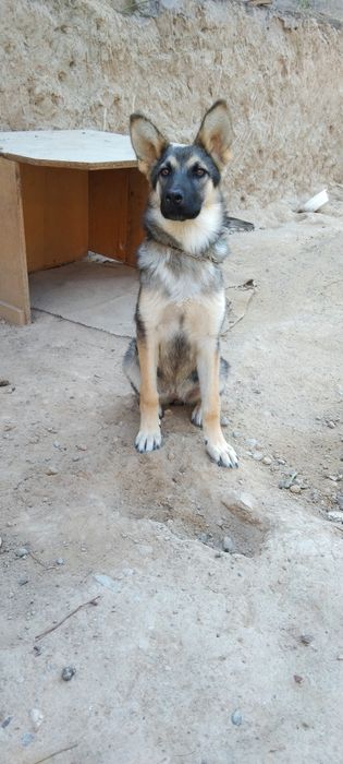 Немецкая овчарка. 6 ойлик.