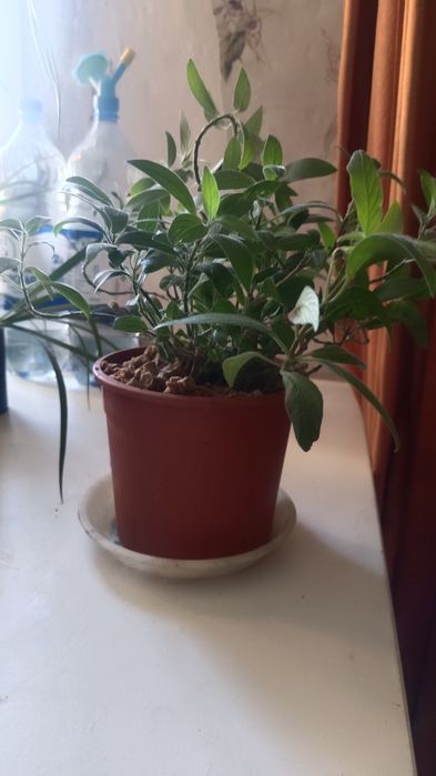 Продам декоративный цветок Руэллия