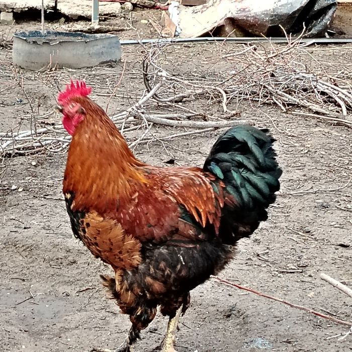 Петух қораз петух