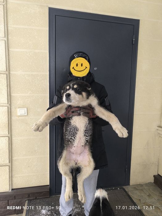 Продам щенок Сао