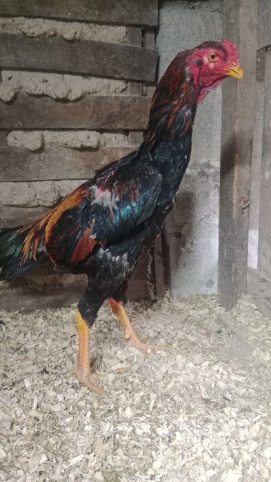 Продам дакан джужа
