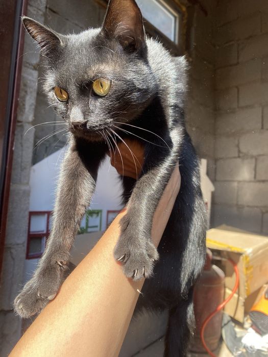 Отдаю кота. 1 год.