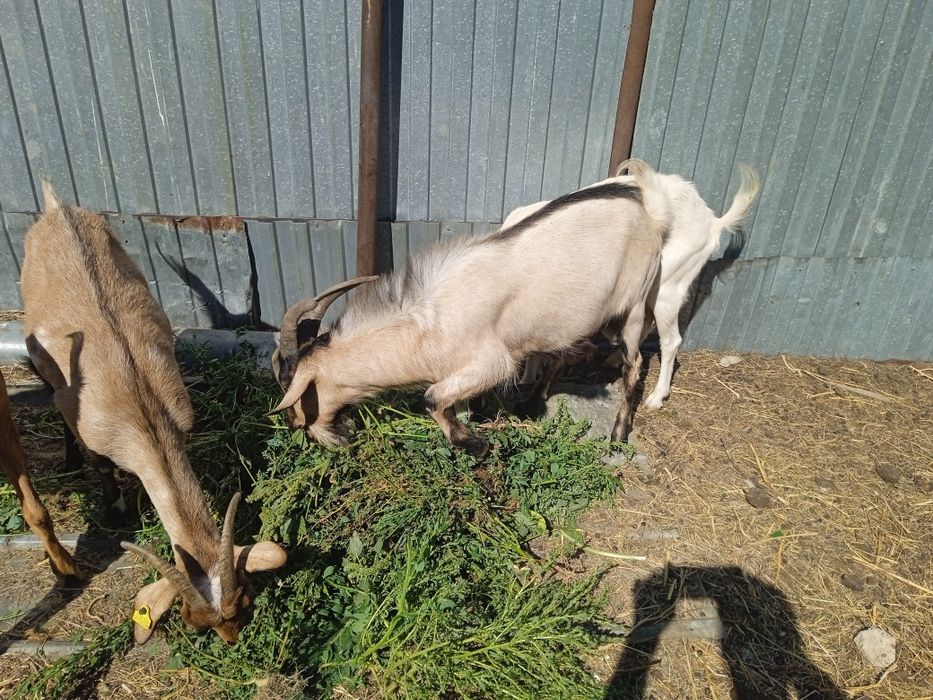 Теке сатам Альпийская породада