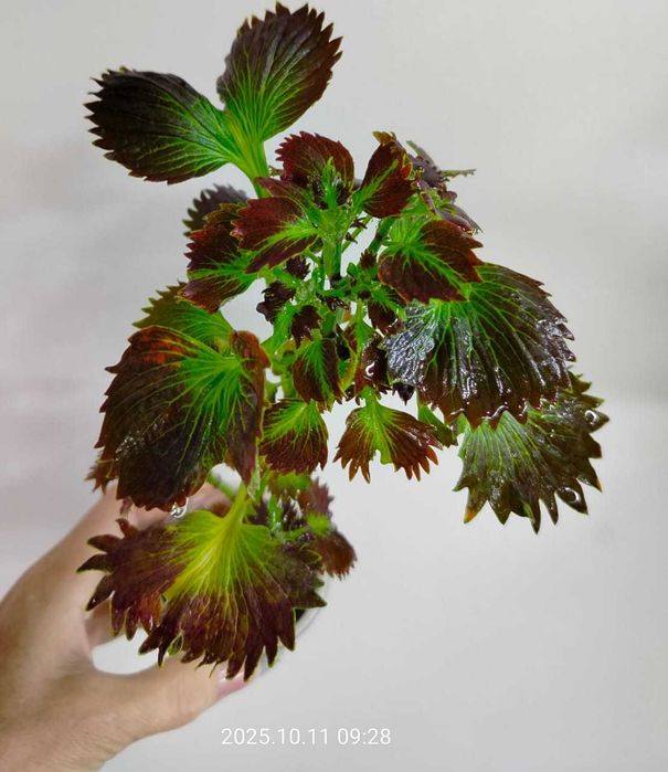 Комнатные цветы.