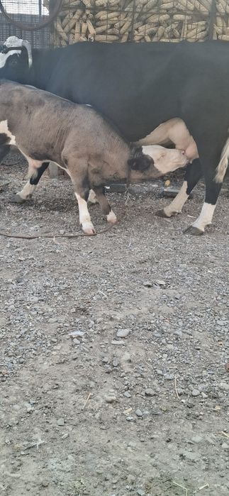 Vand vaca buna pentru gospodarie!