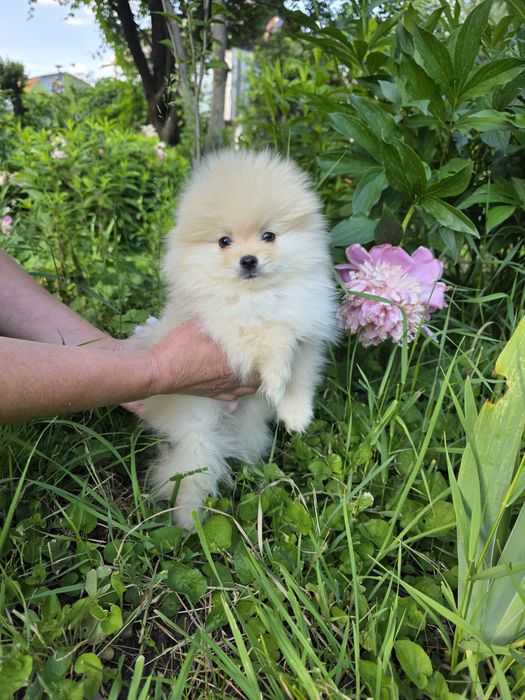Померанский шпиц