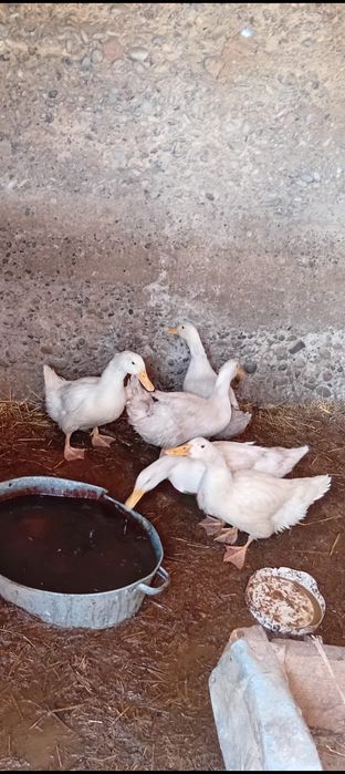 Үйректер сатылады