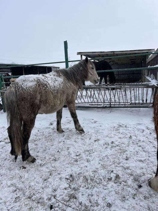 Продам лошадь ездавую