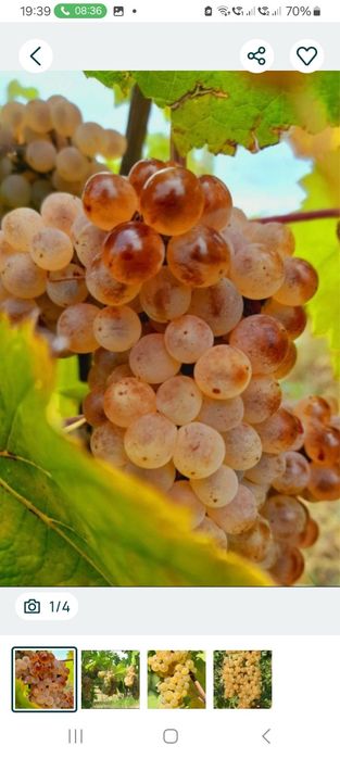 Struguri de vin direct din vie din Panciu  județul Vrancea