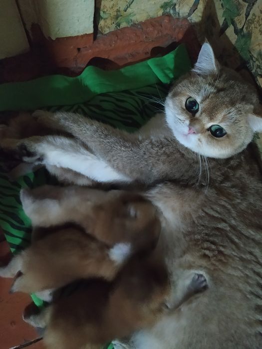 Золотая шиншилла