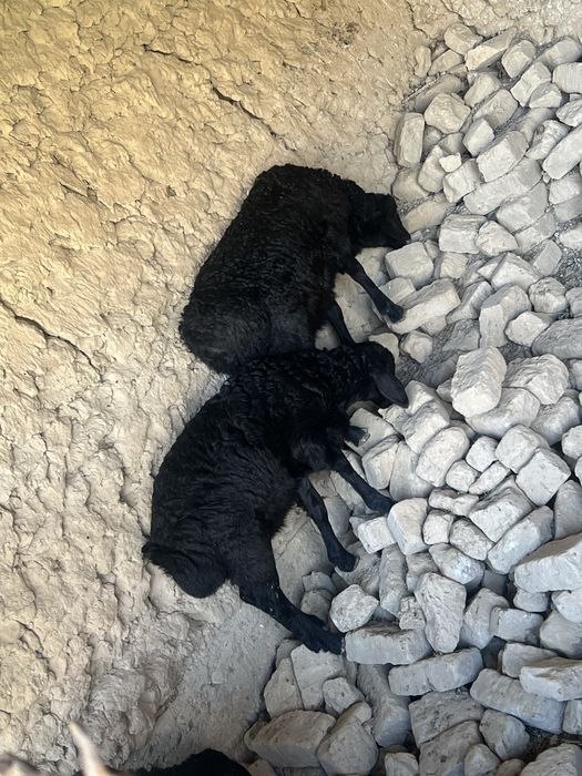 Qozilar sotladi 4 oyli sogʻlom