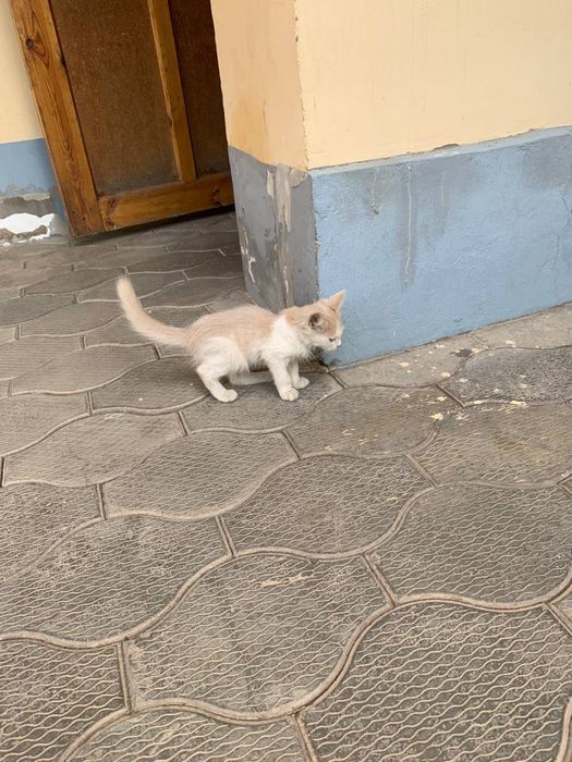 Кошки отдам даром