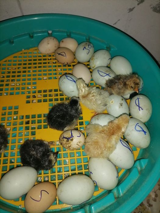 Pui de casa de la incubator