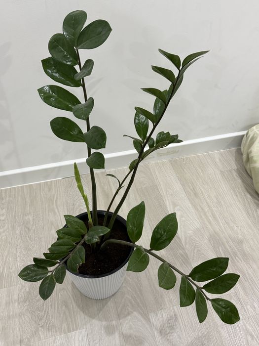 Продам комнатные растения