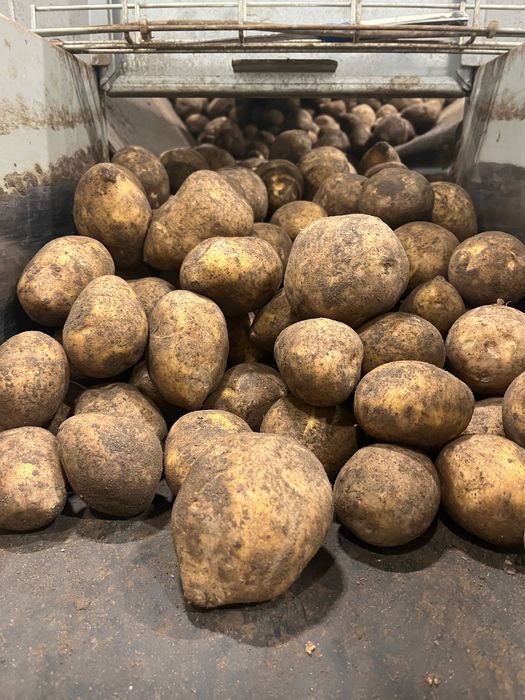 Продам картофель оптом
