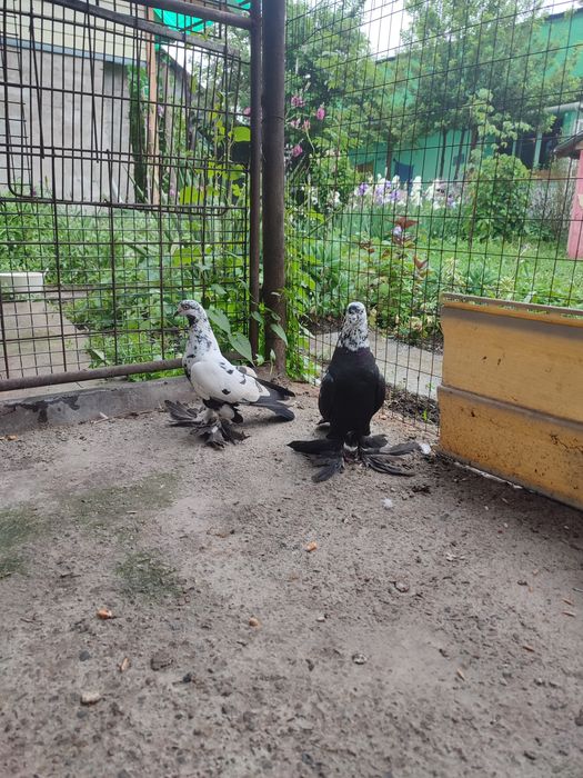 Пара голубей Сочи