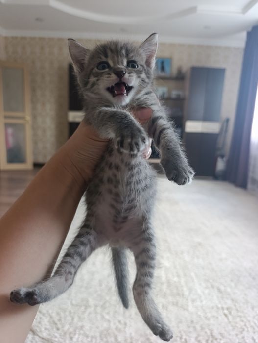 Отдам котят бесплатно