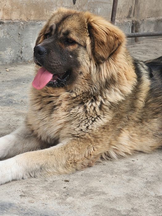 Багира возраст  1 год.