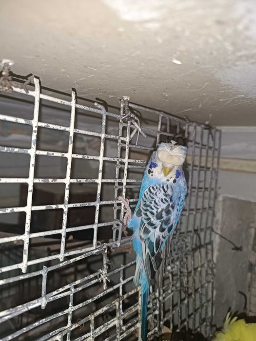 Тайор пара чупатила