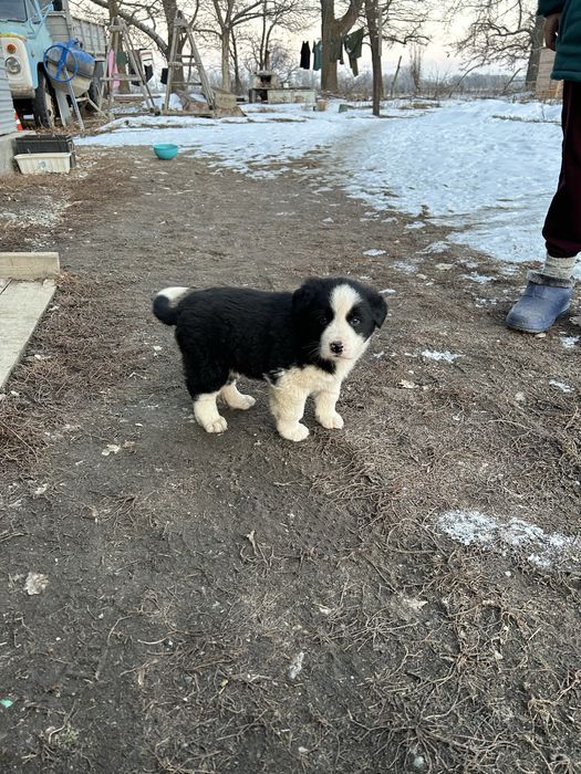 Щенки Тобета крупные