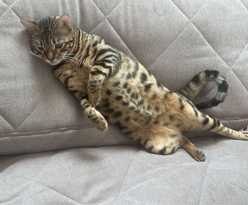 Бенгальский кот.