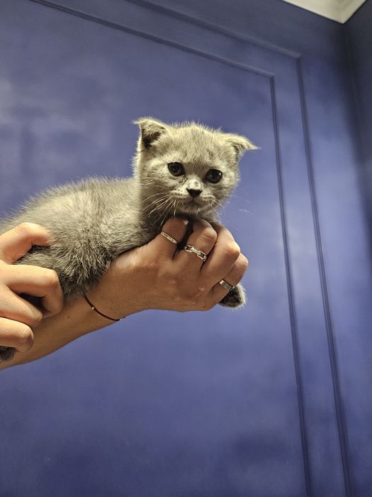 Britain's Scottish fold