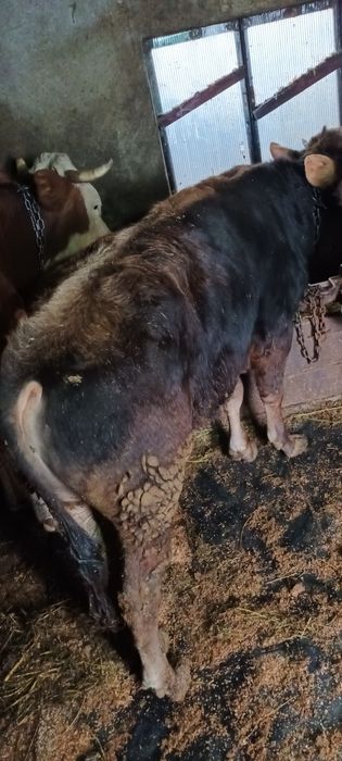 De vanzare 3 taurasi