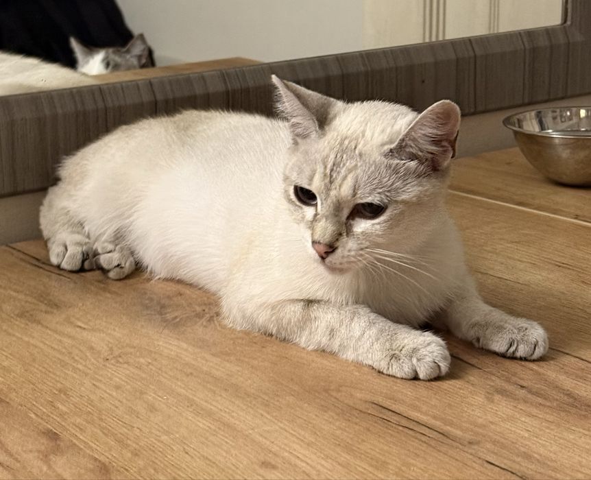 В добрые руки котик!