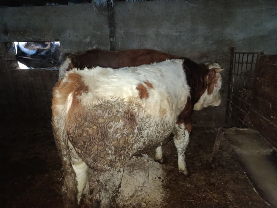 Продам 3 быка с откорма