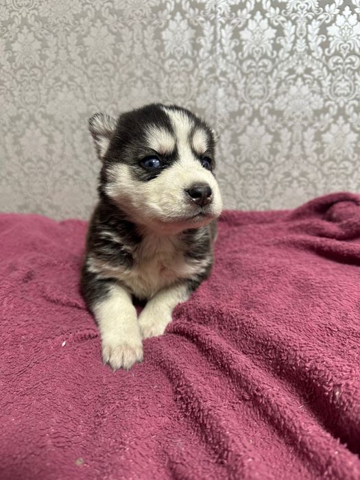 Щенки хаски продажа