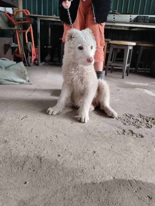 СРОЧНО ПРОДАМ Сао ұрғашы девочка 3 жарым аи Алматы облс