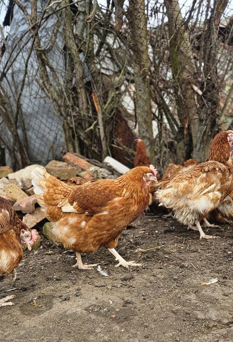 Продавам кокошки носачки ломан Браун за яйца на 1 г