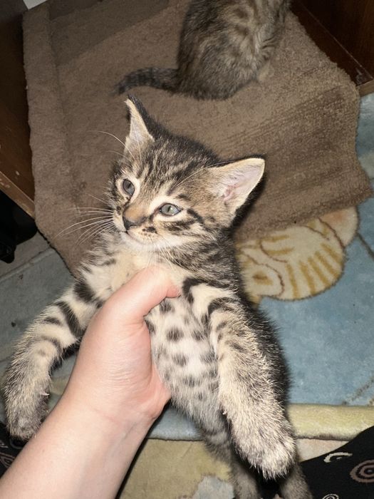 Кошки бесплатно