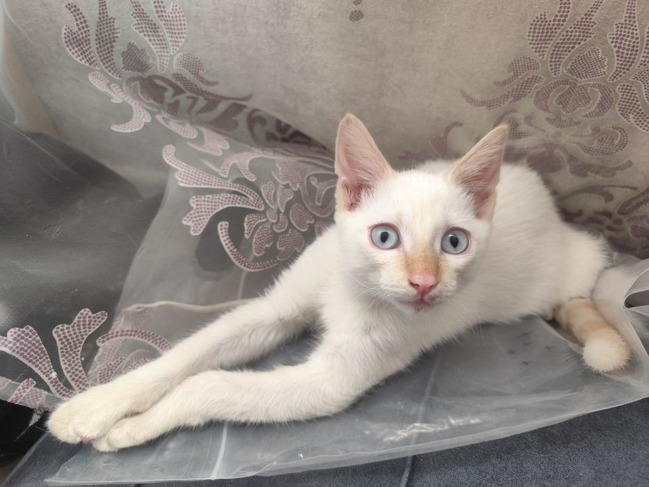 Отдам котёнка бесплатно.