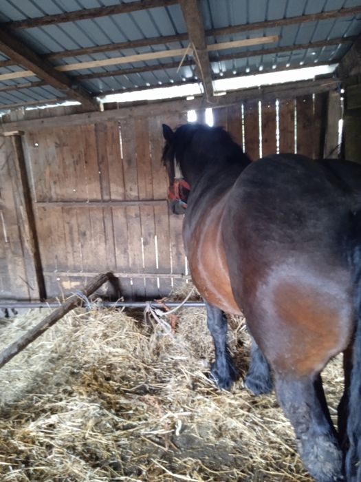 Vanz armăsar de4 ani