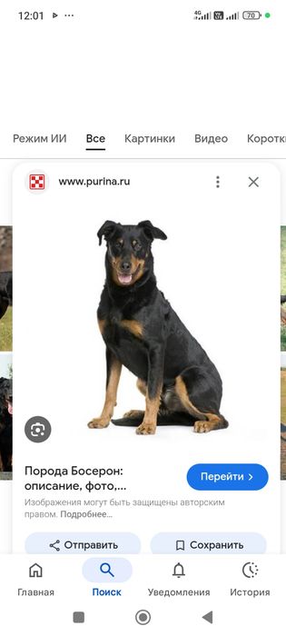Отдам собаку срочно